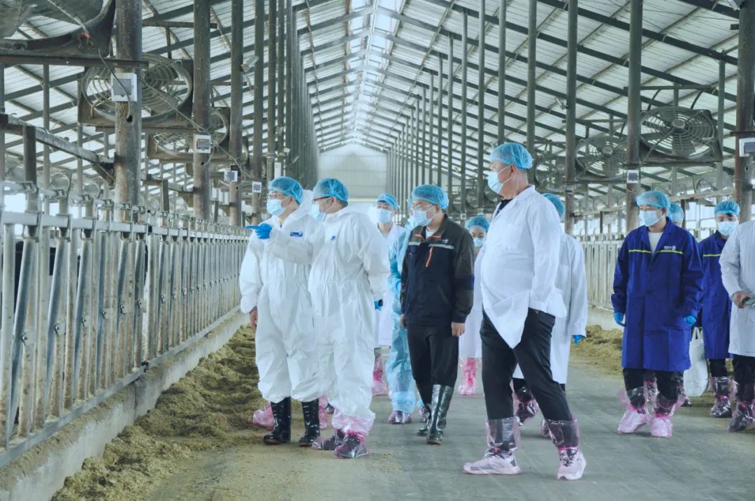 半岛（中国）丨国家奶牛产业技术体系首席科学家、中国农业大学教授李胜利一行莅临半岛（中国）鲁山瑞亚参观调研