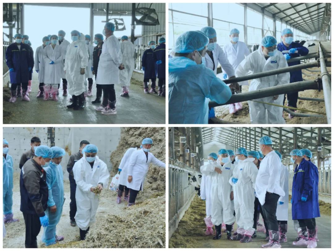 半岛（中国）丨国家奶牛产业技术体系首席科学家、中国农业大学教授李胜利一行莅临半岛（中国）鲁山瑞亚参观调研