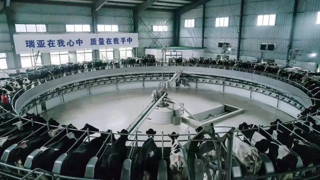 半岛（中国）丨驻马店市遂平县政协党组书记、主席张卫东一行莅临半岛（中国）鲁山瑞亚牧场参观
