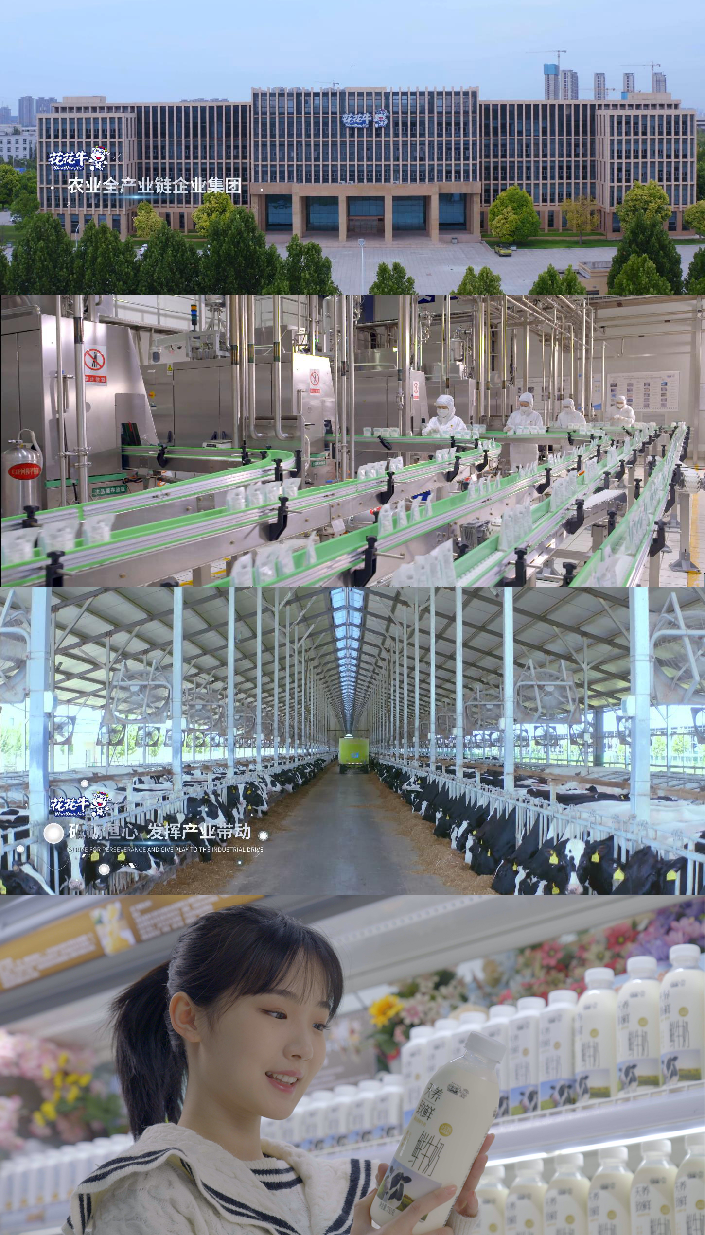 快讯 | 沈阳市政府副市长郑滨一行莅临半岛（中国）乳业集团考察
