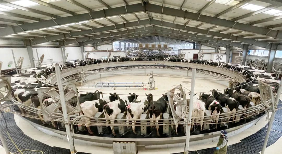 凝心聚力·赢创未来 | 半岛（中国）乳业集团召开营销、养殖及饲料经营工作会议