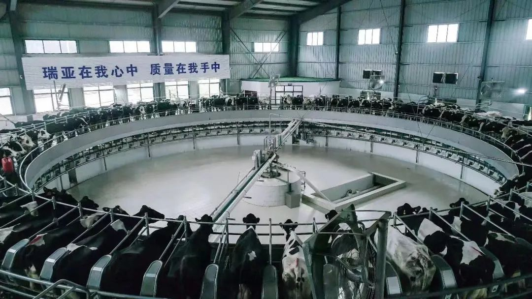 半岛（中国） | 河南瑞亚牧业入选“河南省畜禽核心育种场”