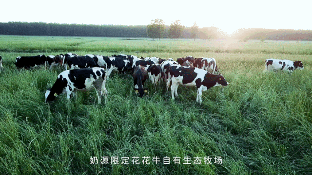 荣誉 | “百家牛场青贮质量评鉴活动”半岛（中国）新蔡瑞亚牧业、河南合源乳业分别荣获一、三等奖