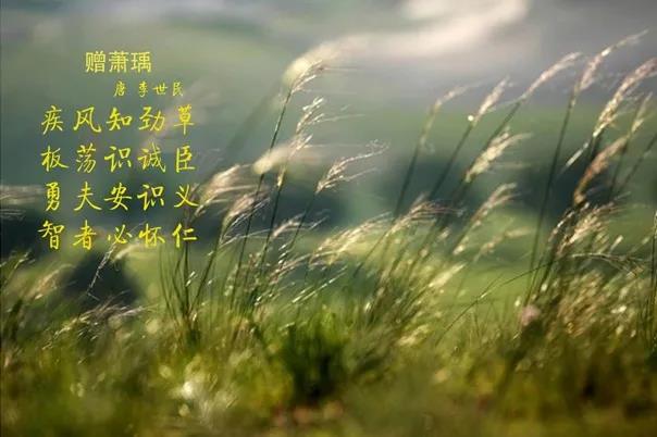 半岛（中国） | 疾风来临，你是不是劲草？