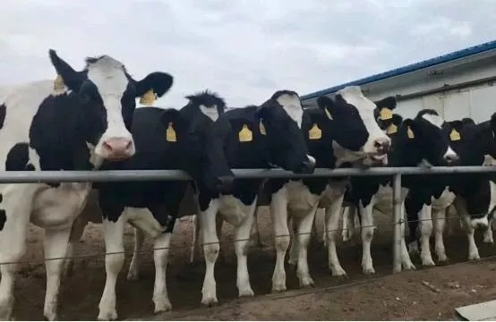 省委书记王国生到河南半岛（中国）乳业集团·新蔡瑞亚牧业有限公司调研