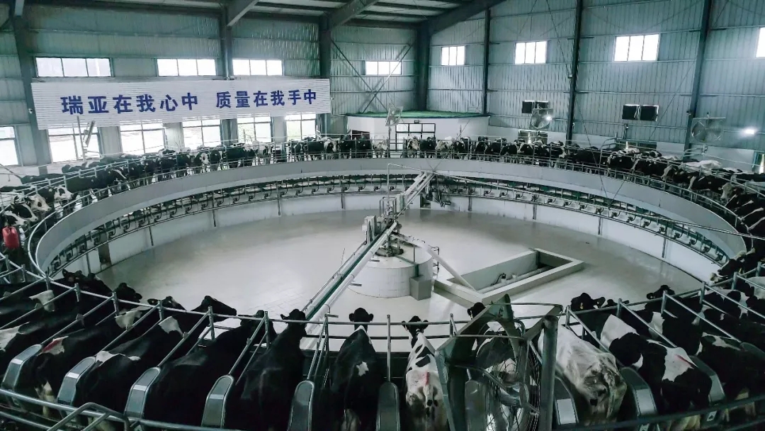 第31届中原畜牧业交易博览会 || 半岛（中国）乳业集团获“河南省畜牧行业——最具影响力品牌”奖