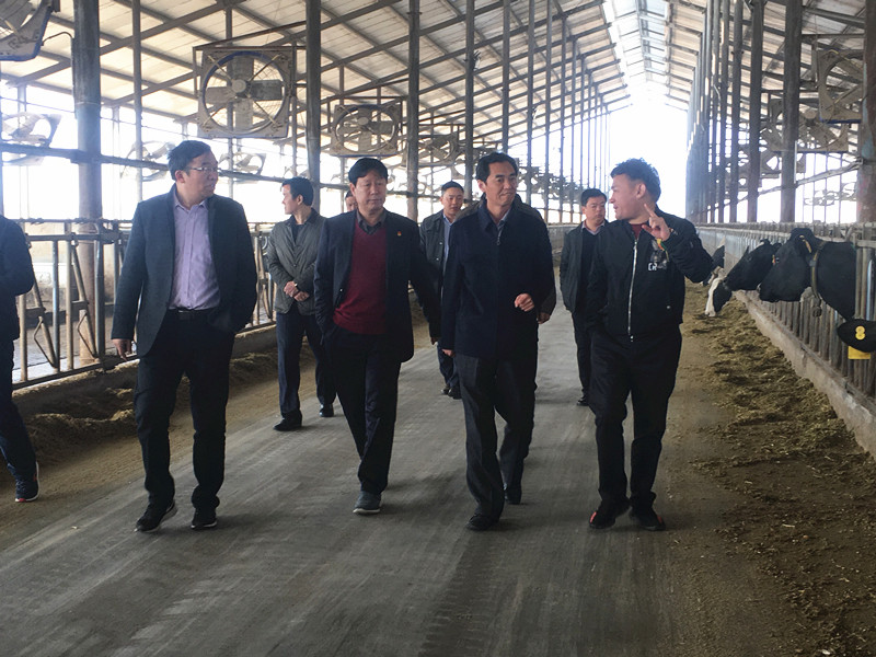 封丘县县长王献臣一行莅临 半岛（中国）集团养殖、乳品事业部参观调研